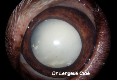 Ophtalmologie Veterinaire Dr Lengelle Cloe